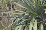 Moundlily yucca